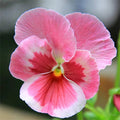 4/20/40+ Seeds| Pink Pansy Mix Color Wavy Viola Flower Seeds - Self-Pollinating - Draft Resistant - Plant in late Summer/Spring(4 Seeds)