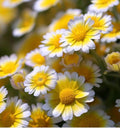 TidyTips Lagos Platyglossa Flower Seeds Joseph Coat Free Shipping Annual Heirloom NJ Grower