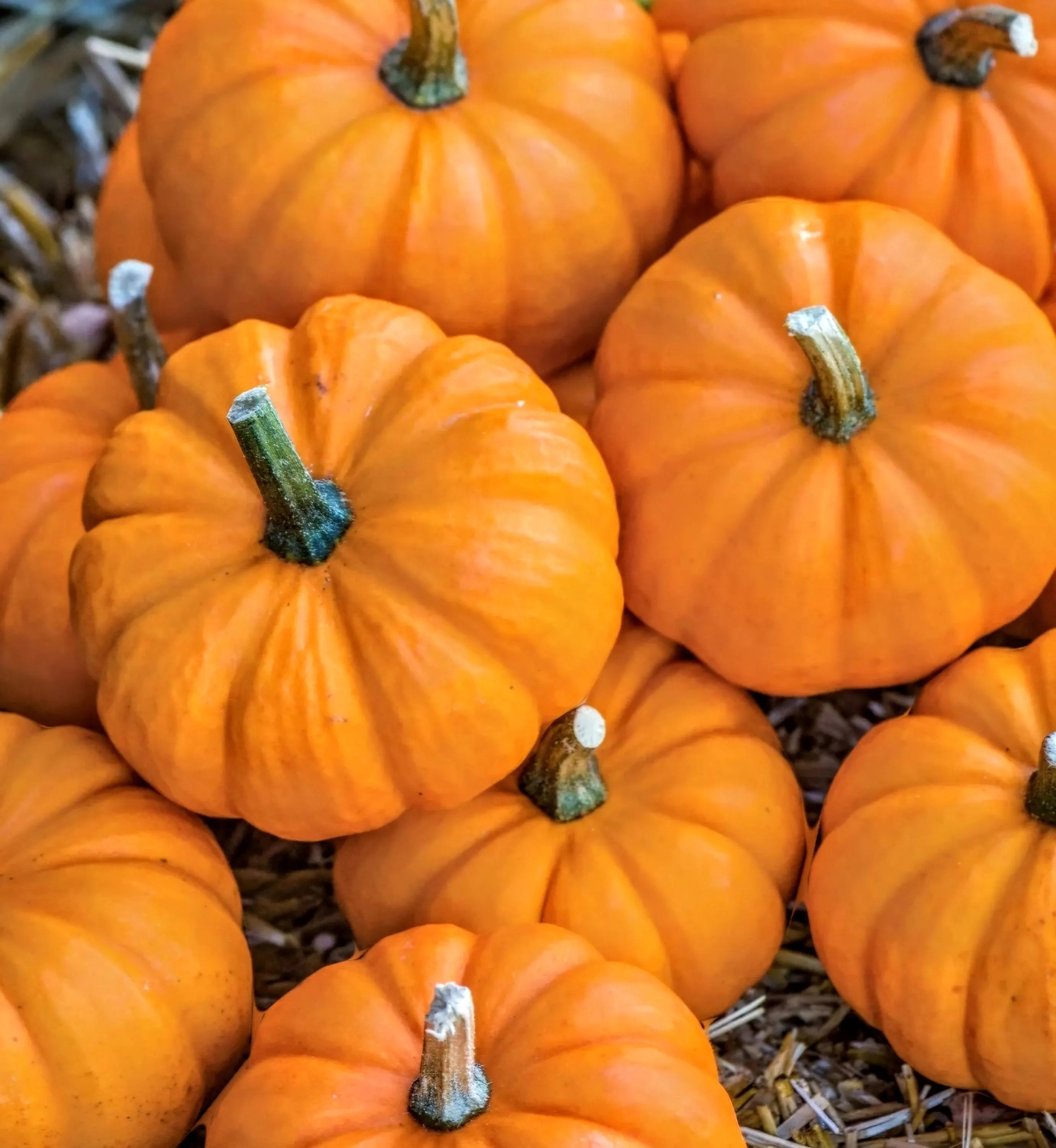 Jack Be Little Pumpkin Seeds, Non GMO, Organic, Heirloom, 20+