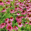 Purple Echinacea Coneflower Seeds - 100/500/1000 Pcs Perennial, Deer-Proof  Drought Tolerant Flower Seeds with Daisy-Like Blooms for Pollinator-Friendly Gardens, Borders,  Meadows(100pcs)