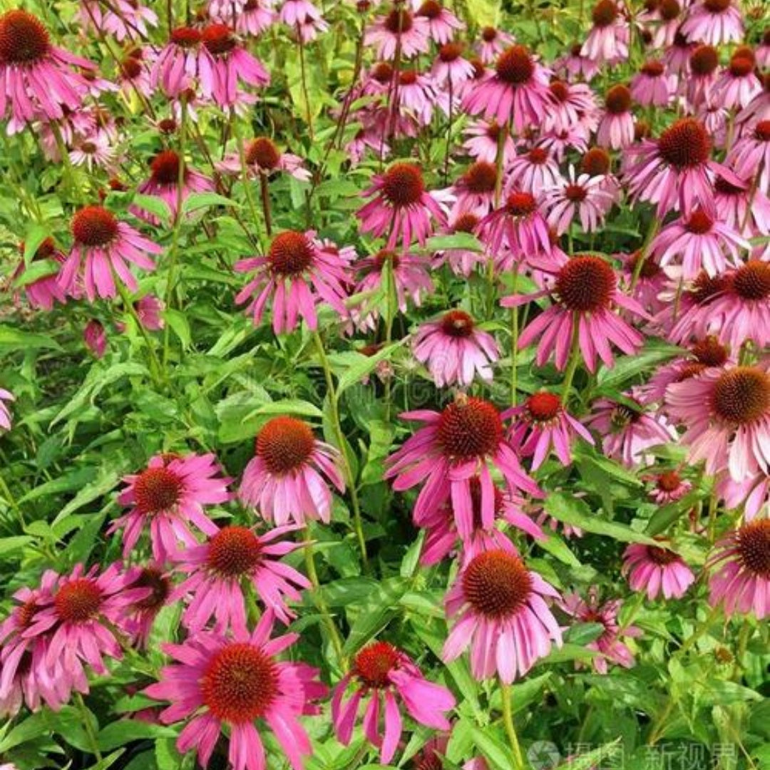 Purple Echinacea Coneflower Seeds - 100/500/1000 Pcs Perennial, Deer-Proof  Drought Tolerant Flower Seeds with Daisy-Like Blooms for Pollinator-Friendly Gardens, Borders,  Meadows(100pcs)