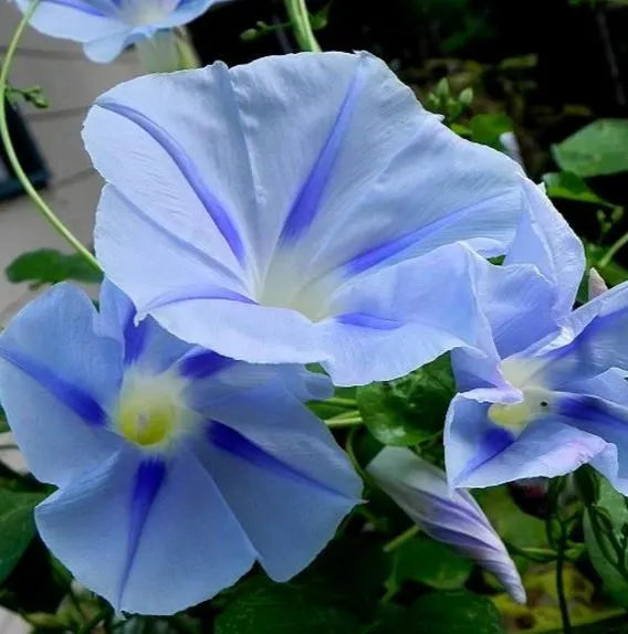 Blue Star Morning Glory Seeds 30+ Ipomea Tricolor Flower USA ANNUAL