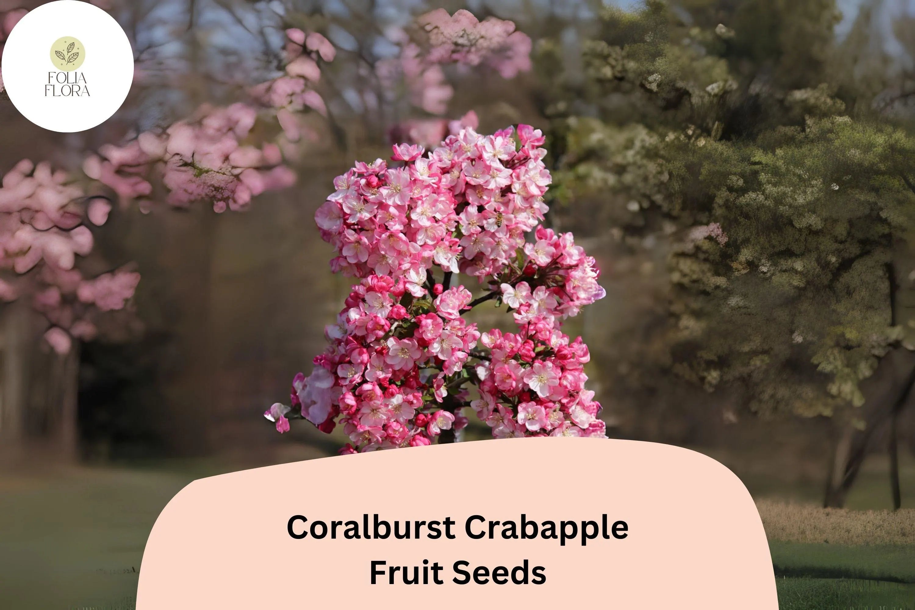 25+ Coralburst Crabapple Seeds | Malus ‘Coralburst’ Ornamental Tree | Coral-Pink Blossoms  Red Fall Fruit | Garden Planting