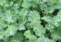 Premium Siberian Dwarf Kale - Fresh Organic, Heirloom Seeds -  Very versatile! Does well in hot and cold climates.  Nutritious and Delicious(100 Seeds)