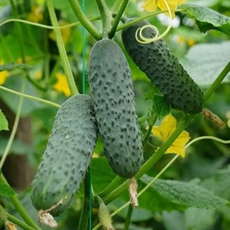 Cucumber Market F1 Seeds – Hybrid, Self-Pollinated | 38-45 Days to Harvest | High-Yield Variety for Fresh Eating  Slicing(20 Seeds)