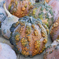 10 Musquée de Maroc Squash Seeds. Ships free.