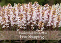 Penstemon Flower Seeds 50+ Husker Red White Flower Dark Stem and Leaves