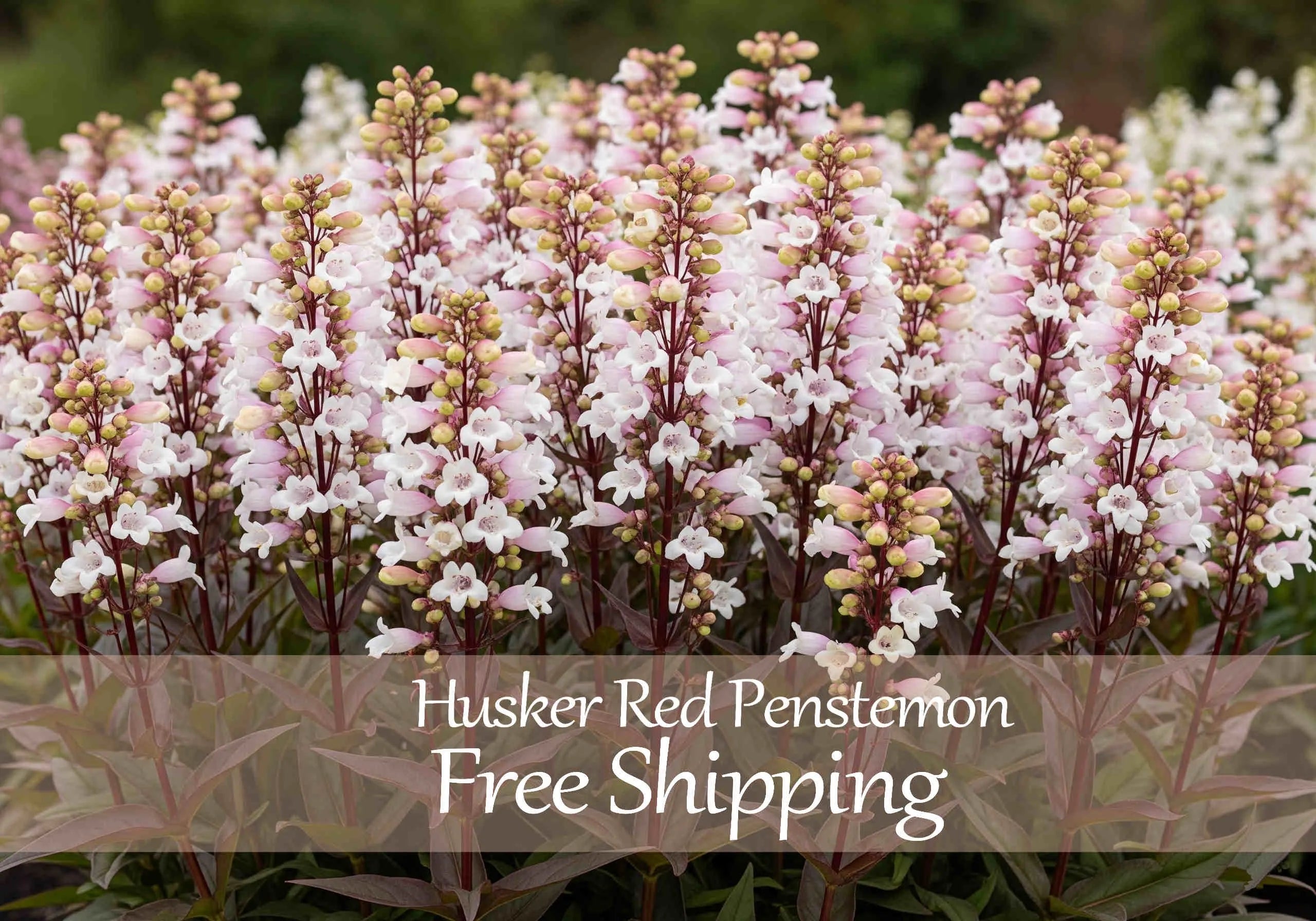 Penstemon Flower Seeds 50+ Husker Red White Flower Dark Stem and Leaves