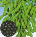 Organic Tankuro black Soybean seeds - Edamame/Delicious !! Grown and Harvested in USA !! Sweet !(30 Seeds)