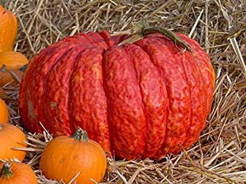 Pumpkin Red warty thing pumpkin seeds 2/10/20(2 Seeds)