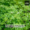 Fenugreek Herb Seeds: Culinary  Medicinal Use | Non-GMO