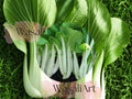 Pak Choi Seeds: White Stem Chinese Cabbage, Non-GMO (1000 Seeds)