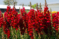100/500/1000 RUBY RED SNAPDRAGON Antirrhinum Majus Flower Seeds(100 Seeds)