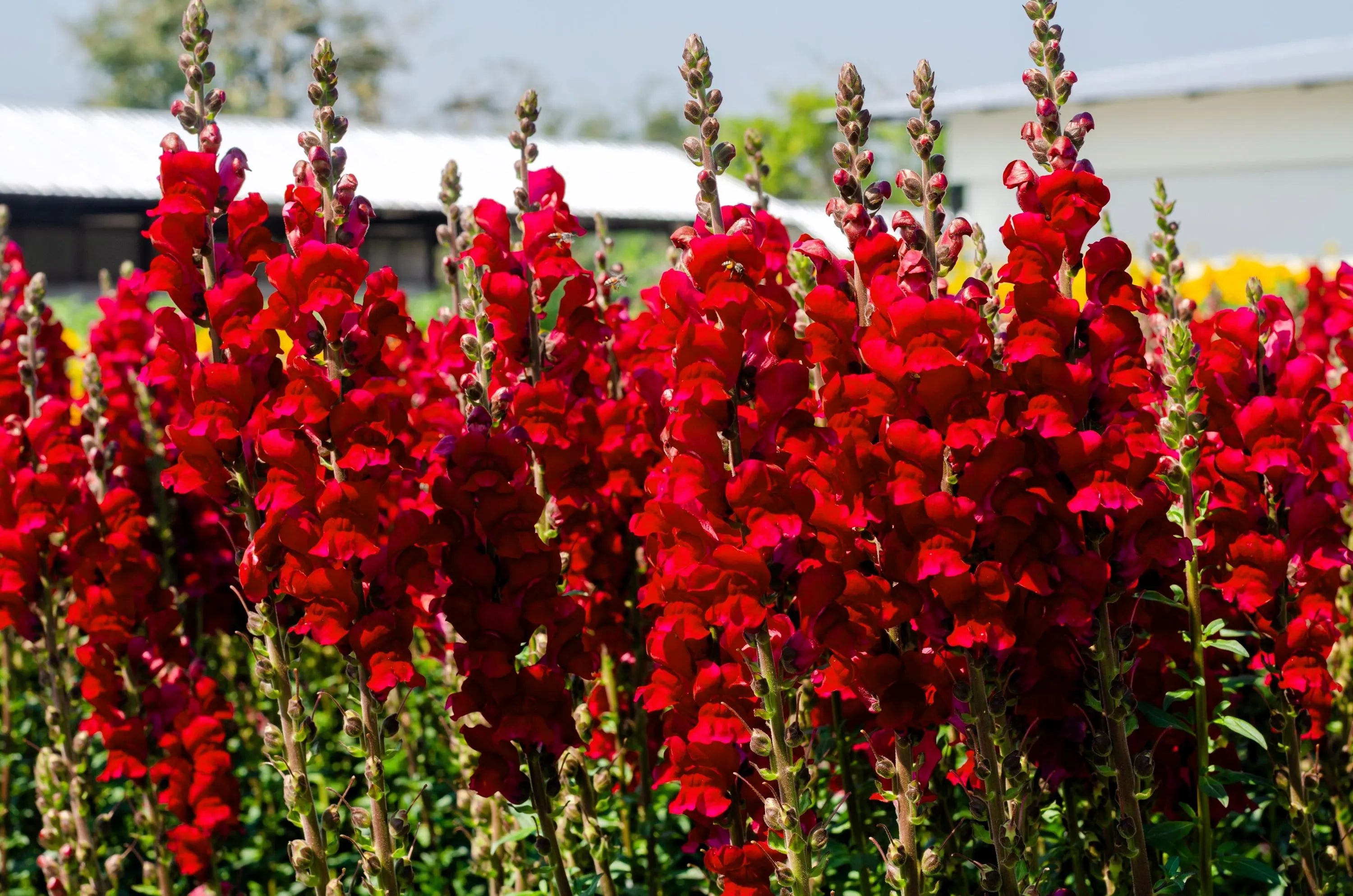 100/500/1000 RUBY RED SNAPDRAGON Antirrhinum Majus Flower Seeds(100 Seeds)