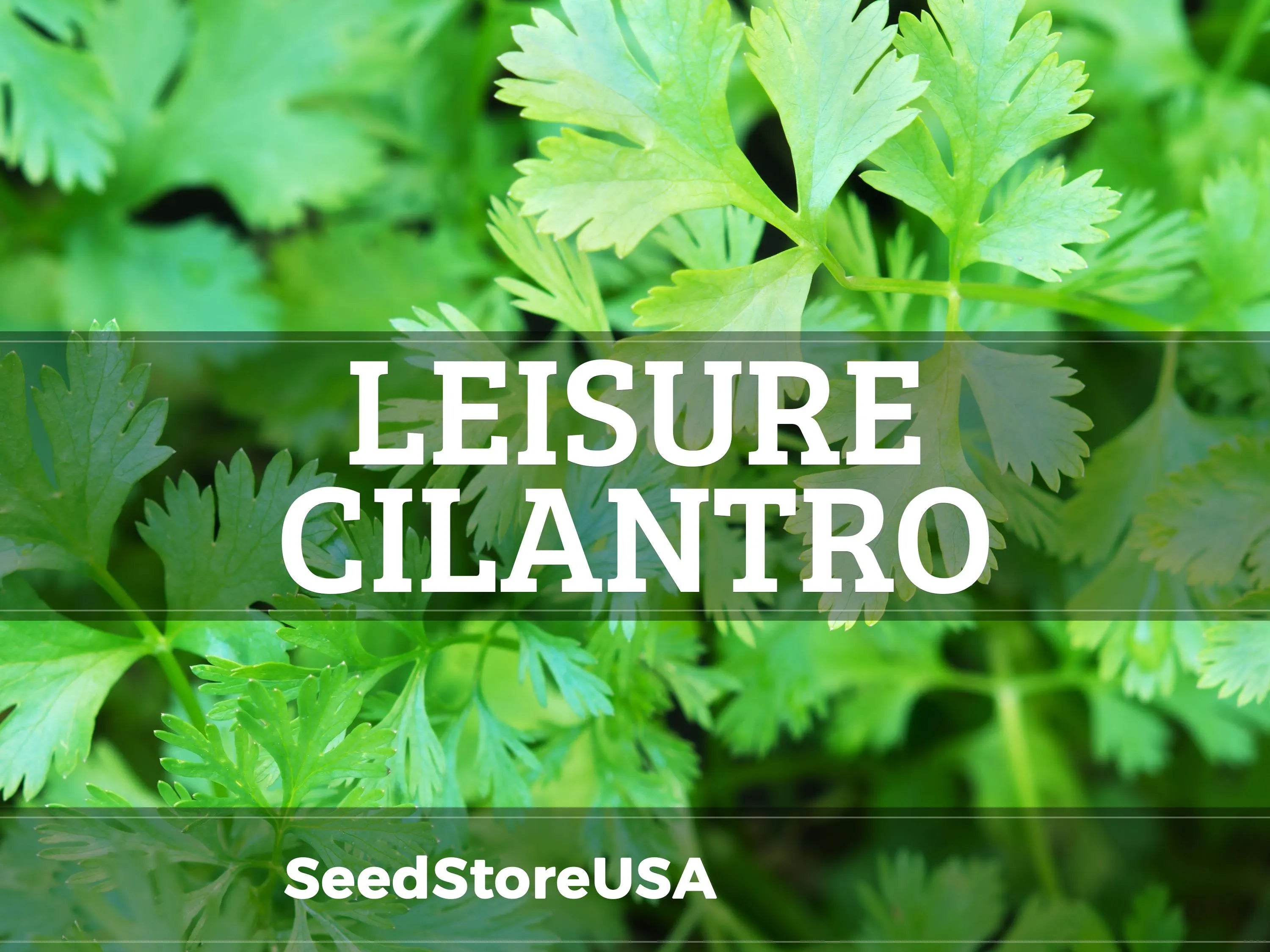 Leisure Cilantro/Coriander Seeds | Heirloom - Non-GMO | Coriandrum Sativum | Herb Seeds | Seed Store | 1280(125 Seeds)
