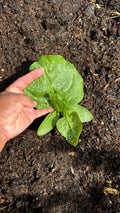 Winter Giant Spinach Seeds