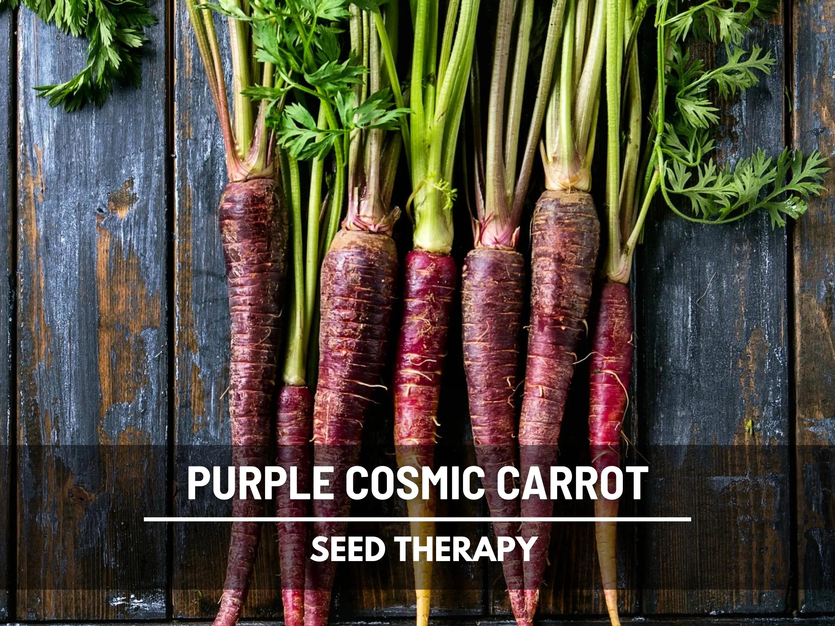 Cosmic Purple Carrot Seeds – Heirloom, Deep Purple Carrot, Open Pollinated  Non-GMO, Rare Garden Vegetable | 250 Seeds