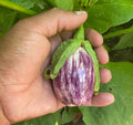 Listada de Gandia Eggplant Seeds