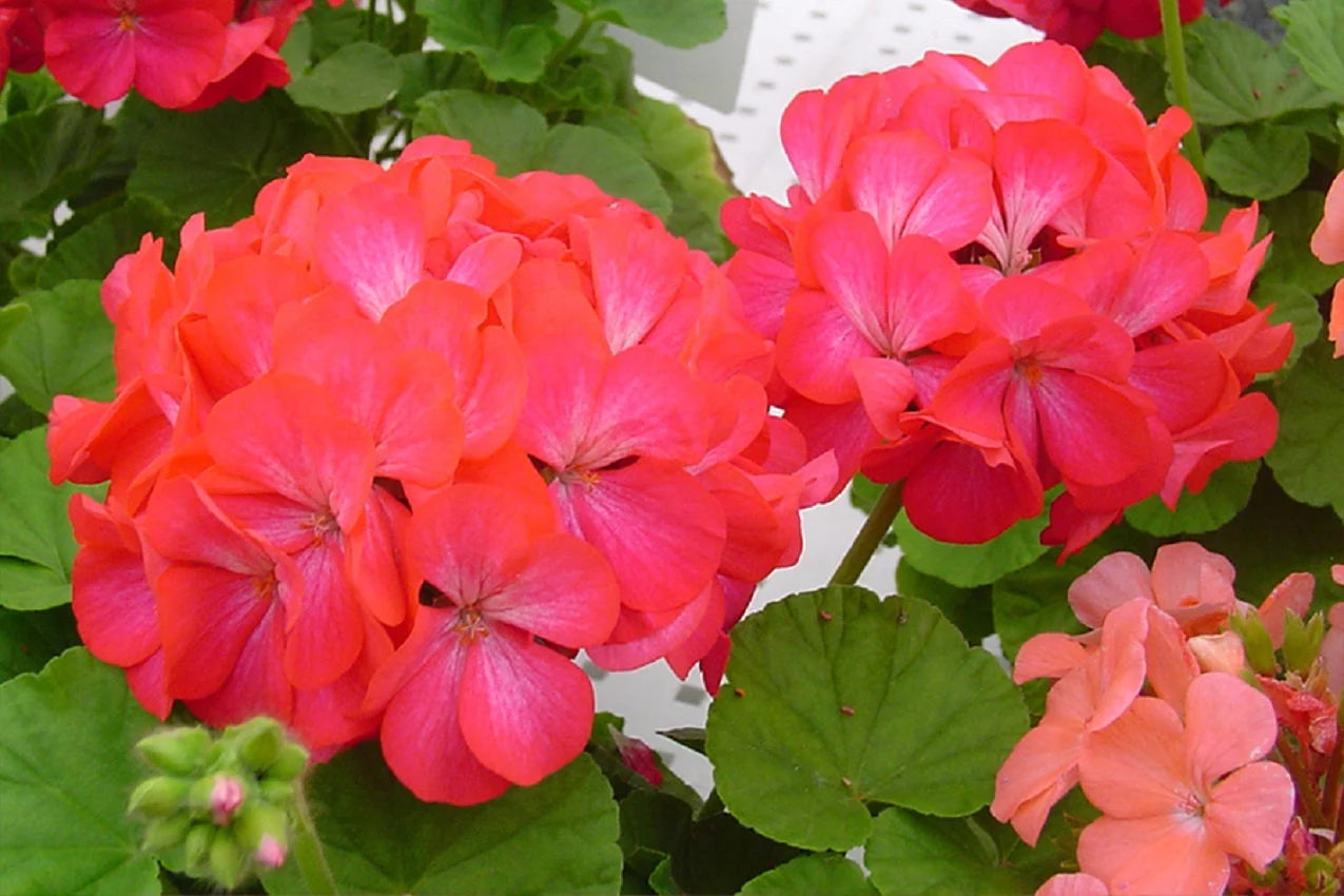 Flower Seeds 15 Geranium Seeds Apache Rose Bicolor