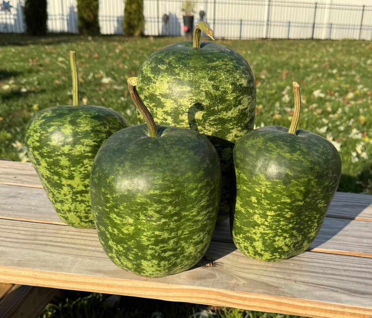 10 Apple Gourd Seeds. Ships free.