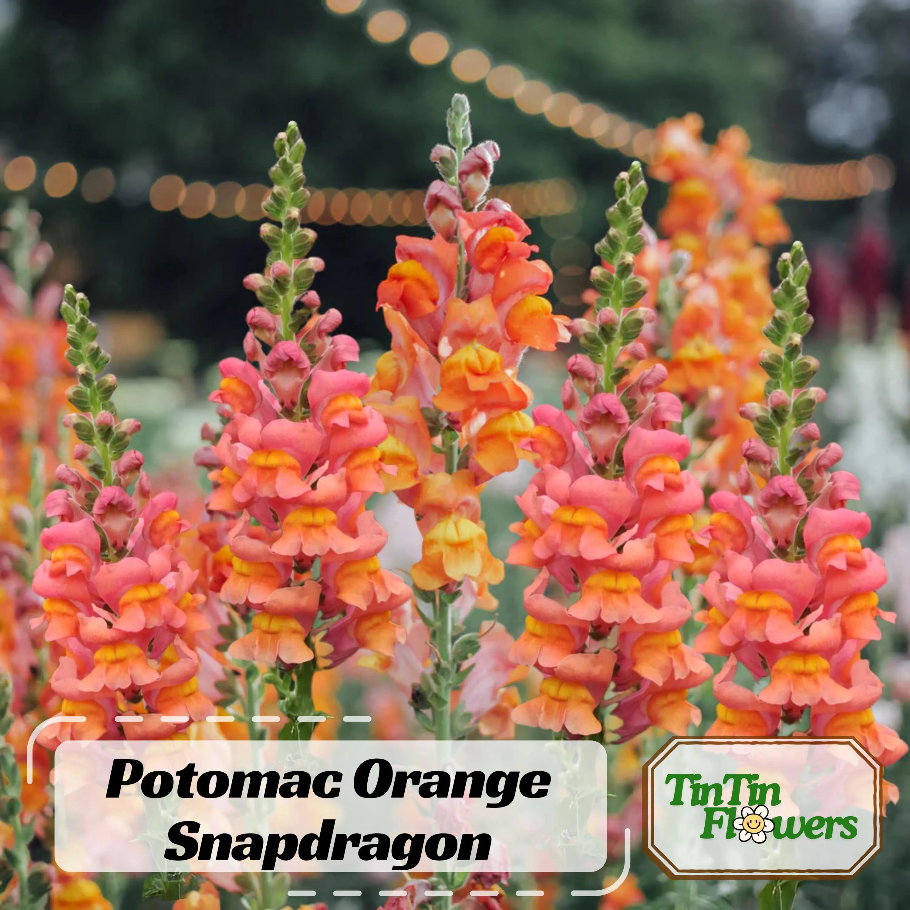 30 Seeds| Potomac Orange Snapdragon Seeds - Cold Resistant - Attracts pollinators Cut Flowers- Cottage  Border Garden- Antirrhinum Majus#39