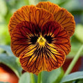 Viola Seeds Angel Tiger Eye Red Flower Seeds