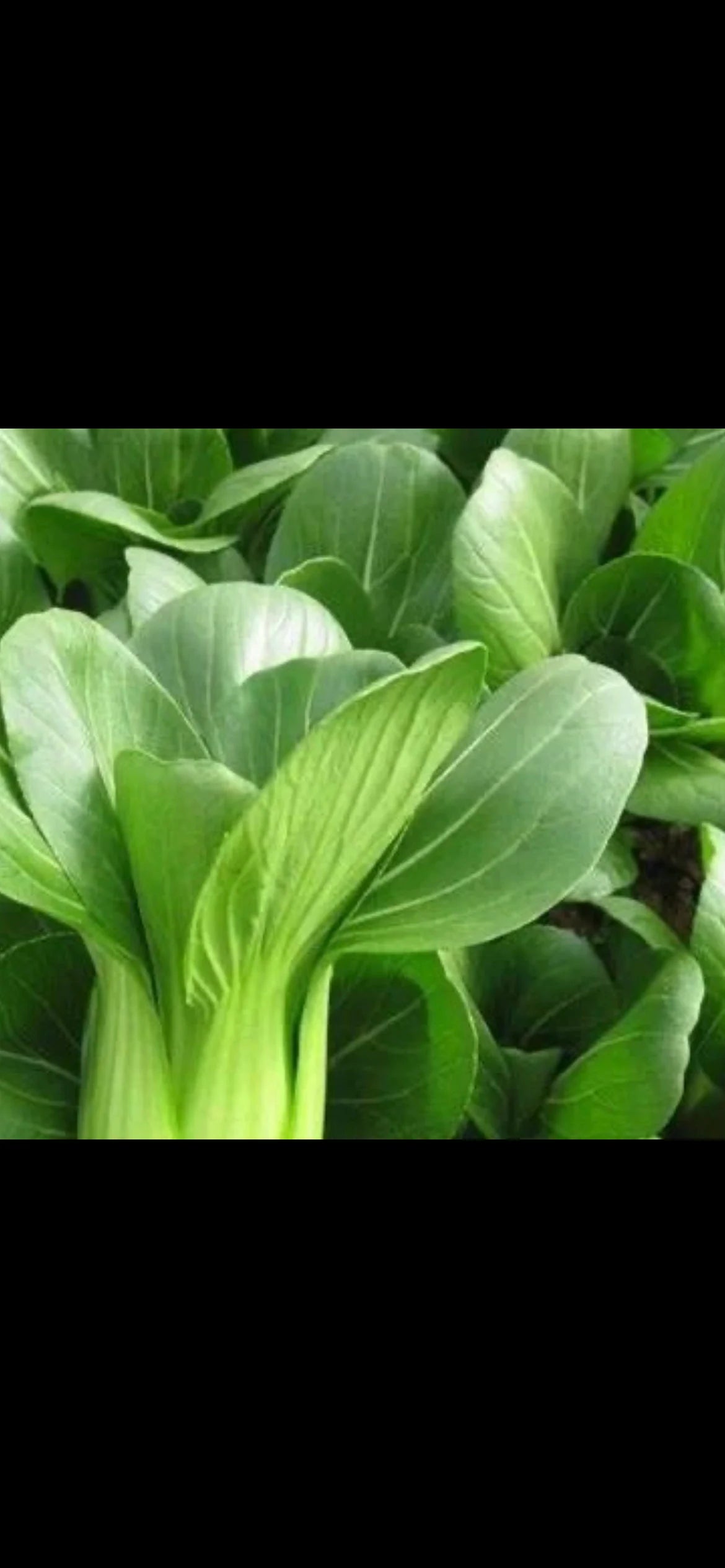 Original Shanghai Qing Seeds -原种上海青种子- 1000 Seeds per Packet