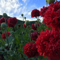 Scarlet Peony Poppy heirloom seed 25