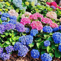 Hydrangea macrophylla Flower Seeds - Garden Flowers (12/60/120 Seeds)(12 Seeds)