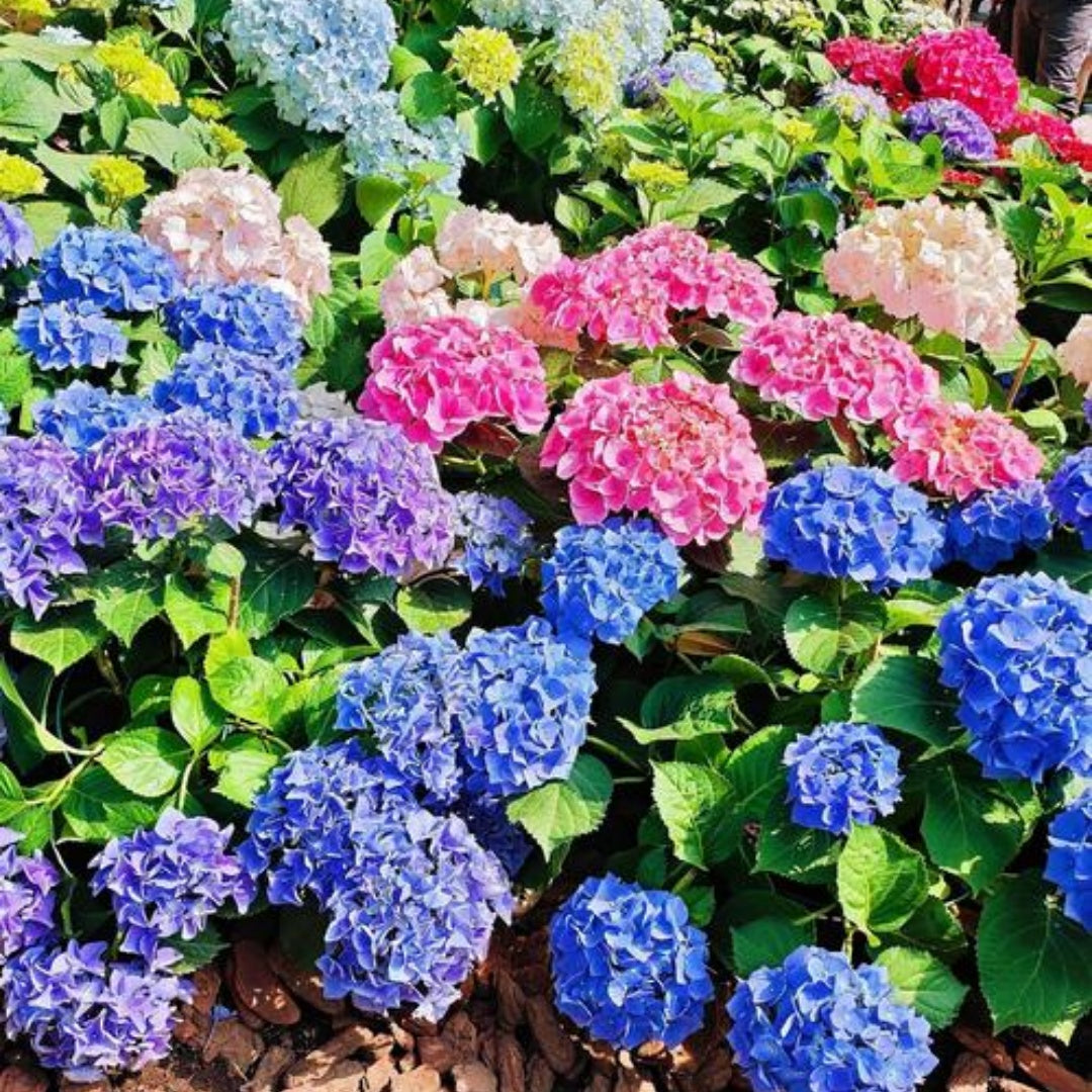 Hydrangea macrophylla Flower Seeds - Garden Flowers (12/60/120 Seeds)(12 Seeds)