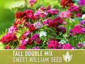 Sweet William Seeds, Tall Double Mix | 100 Heirloom Flower Seeds, Tall Vibrant Double Blooms, Pollinator Friendly, Fragrant Flowers, Non-GMO