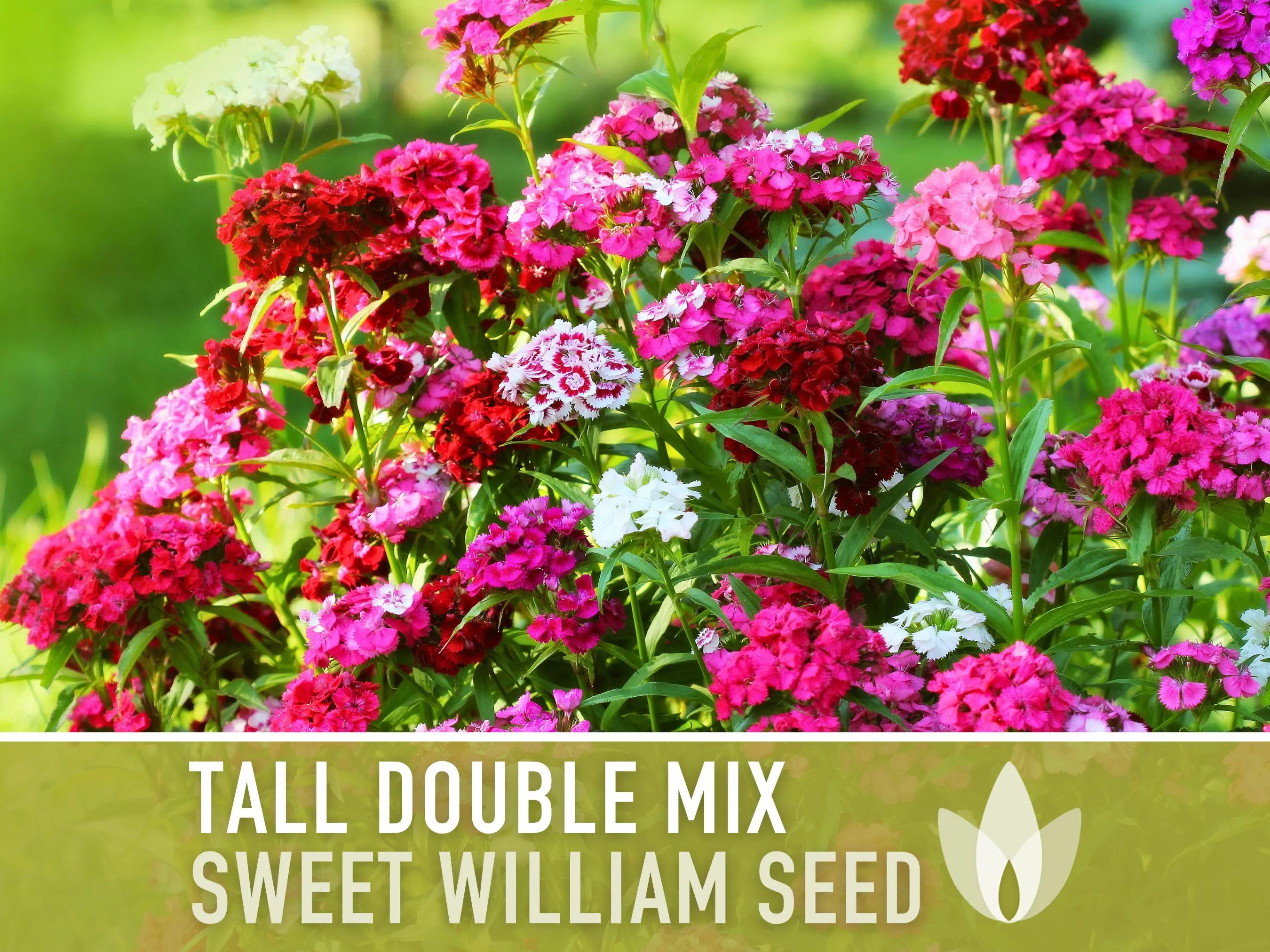 Sweet William Seeds, Tall Double Mix | 100 Heirloom Flower Seeds, Tall Vibrant Double Blooms, Pollinator Friendly, Fragrant Flowers, Non-GMO