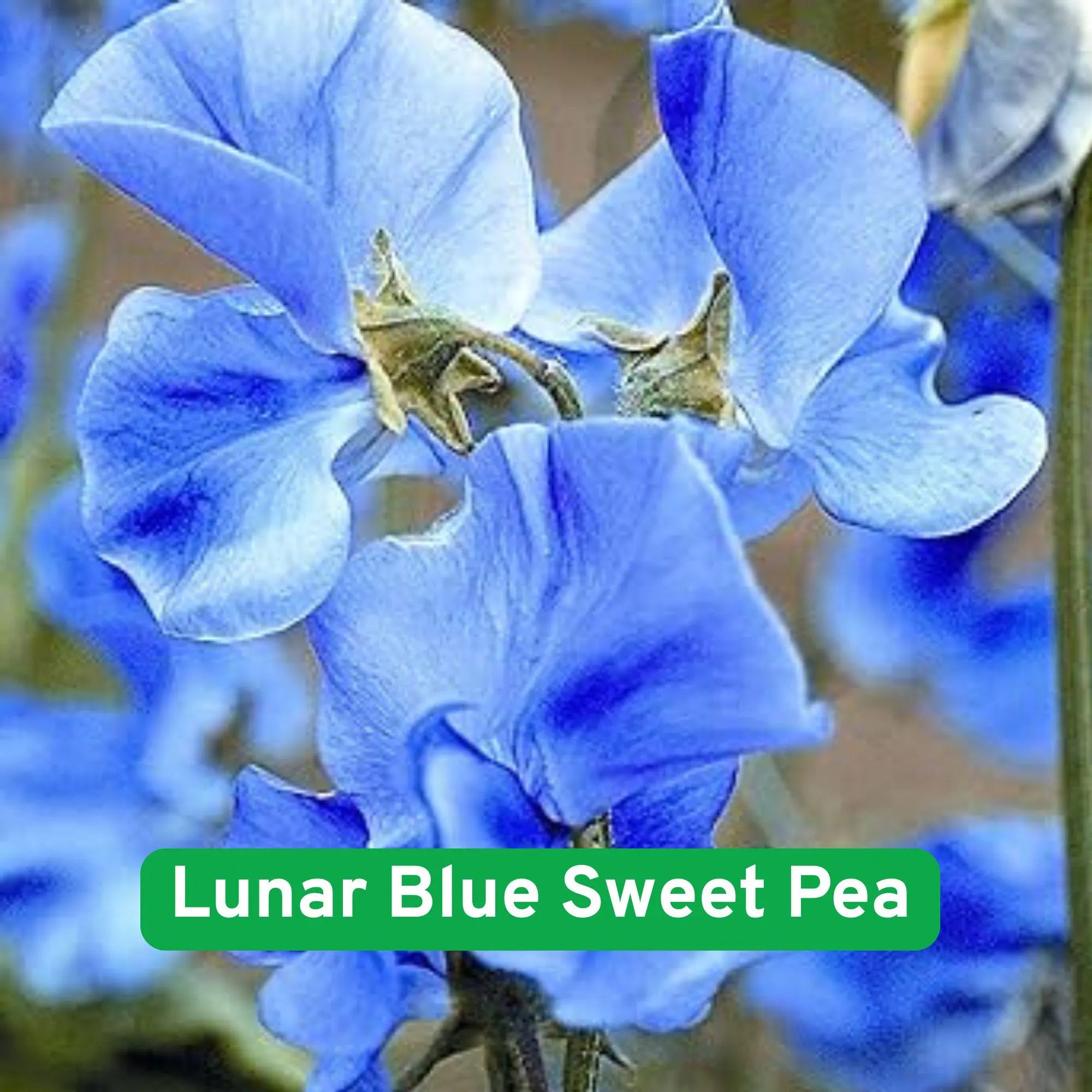 50 Lunar Blue Sweet Pea Seeds: Fragrant Heirloom Climbing Flower