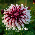 Rare Dahlia Seeds: Easy-Grow Perennial Flowers - 20 Fresh Seeds