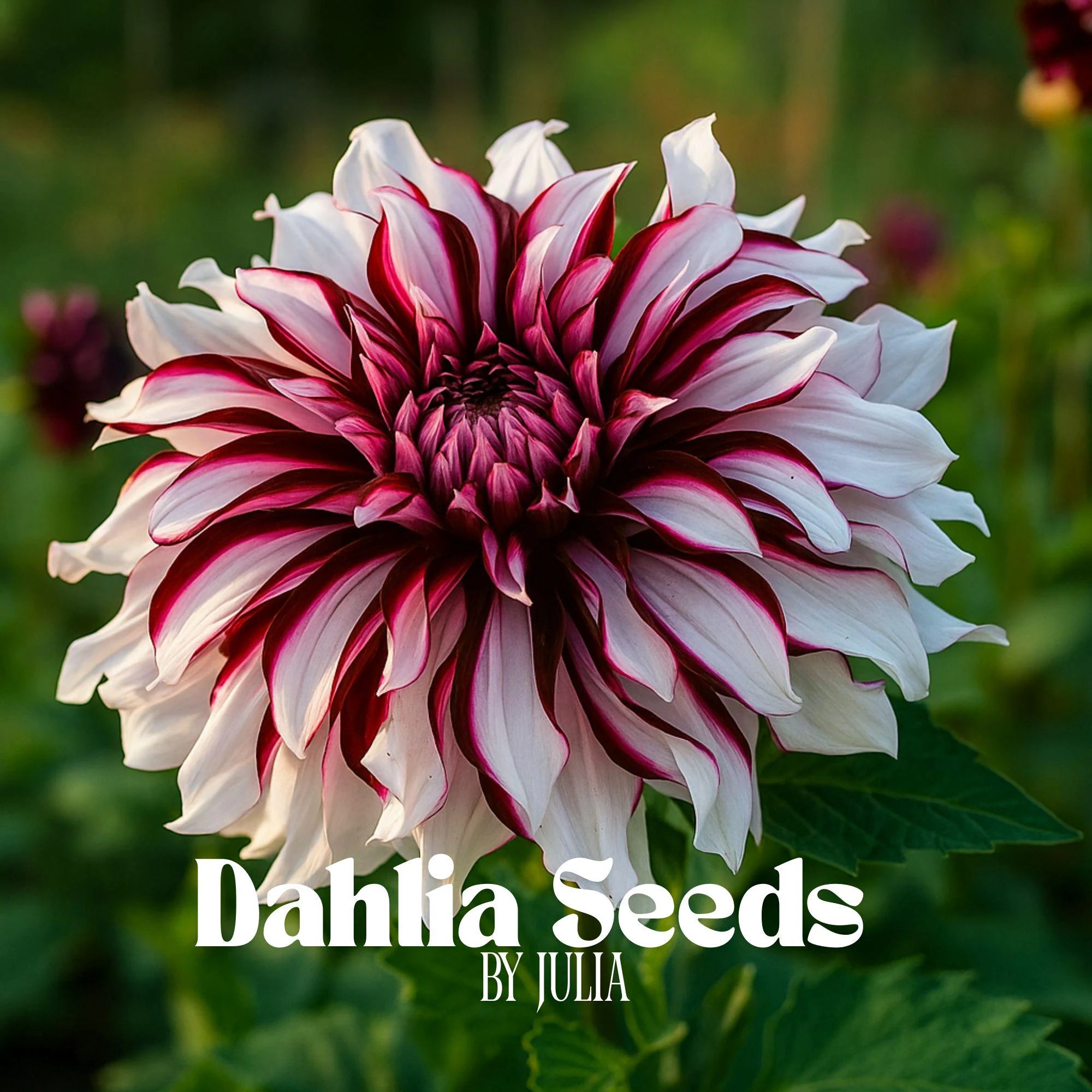 Rare Dahlia Seeds: Easy-Grow Perennial Flowers - 20 Fresh Seeds