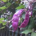 Hyacinth Bean Vine, seeds(2 Seeds)