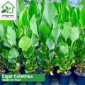 25 Cigar Calathea Seeds | Exotic Indoor Plant with Striking Foliage | Easy to Grow | USA Stock | Fast Processing | Free Shipping