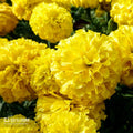 Marigold Seeds for Planting Outdoors, Pack of 80/400/800 Flower Seeds for Plating (Yellow)(80pcs)