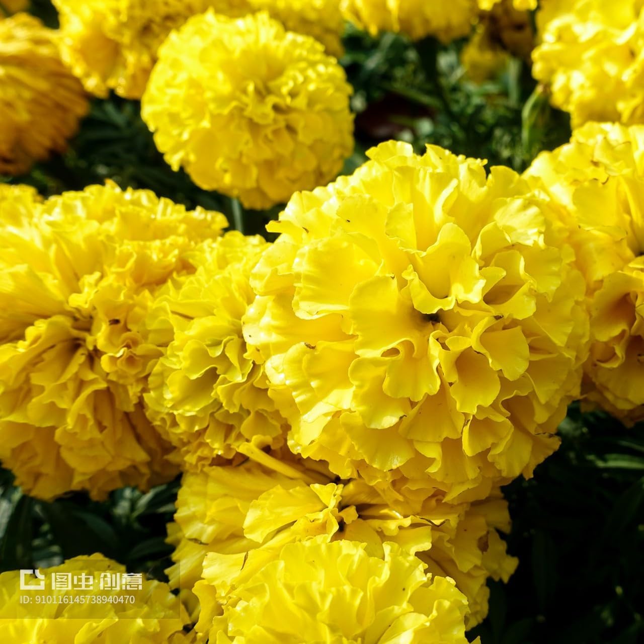 Marigold Seeds for Planting Outdoors, Pack of 80/400/800 Flower Seeds for Plating (Yellow)(80pcs)