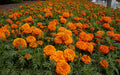 Marigold Flower Seeds-African Tall Orange -100+ seeds/packet.
