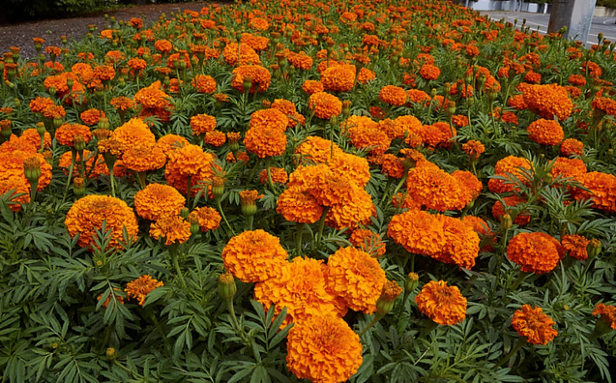 Marigold Flower Seeds-African Tall Orange -100+ seeds/packet.
