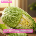 Hispi Sweetheart Cabbage 500 Seeds: Heirloom Non-GMO, Home Garden Variety