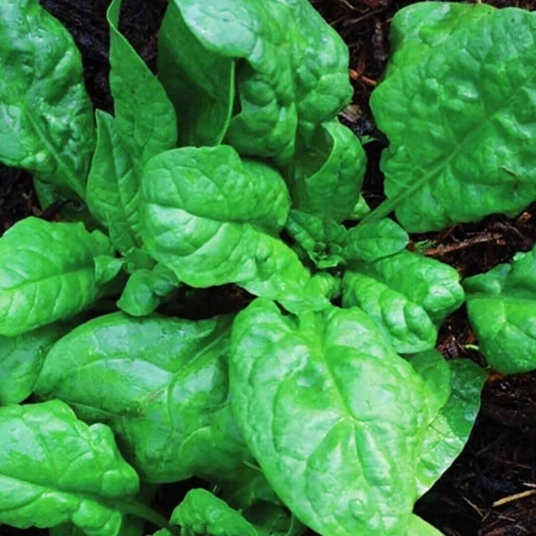 America Spinach Seeds | NON-GMO | Heat Tolerant | Smooth Leaf Spinach