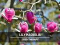 Lily Magnolia Seeds – Heirloom Tree, Mulan magnolia, Stunning Pink to Purple Flower Blooms  | 10 Seeds