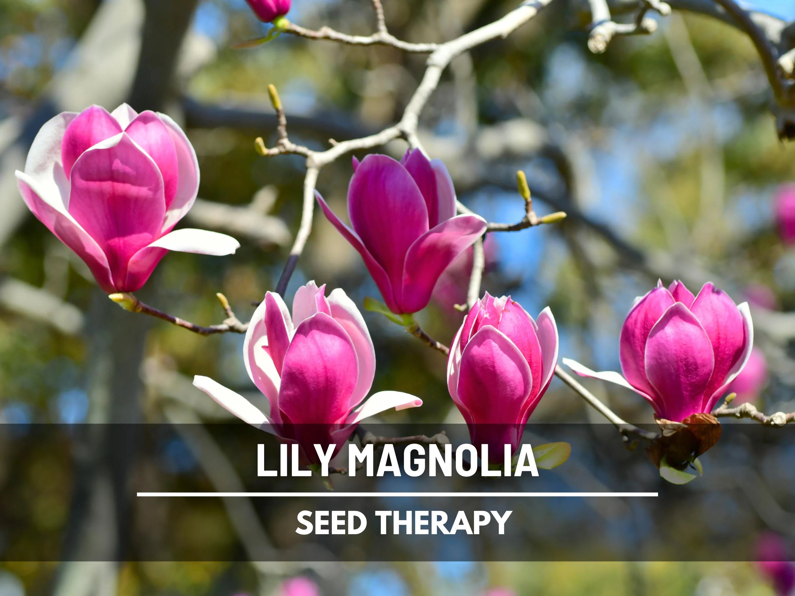 Lily Magnolia Seeds – Heirloom Tree, Mulan magnolia, Stunning Pink to Purple Flower Blooms  | 10 Seeds