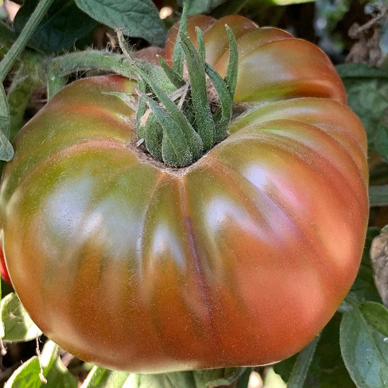 Black Pineapple (Ananas Noire) Tomato Seeds | Organic(10 Seeds)