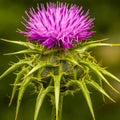 300 Milk Thistle Herb Seeds for Planting Annual Flowering Plant Beautiful Herb Plants Seeds - Non-GMO, Open Pollinated