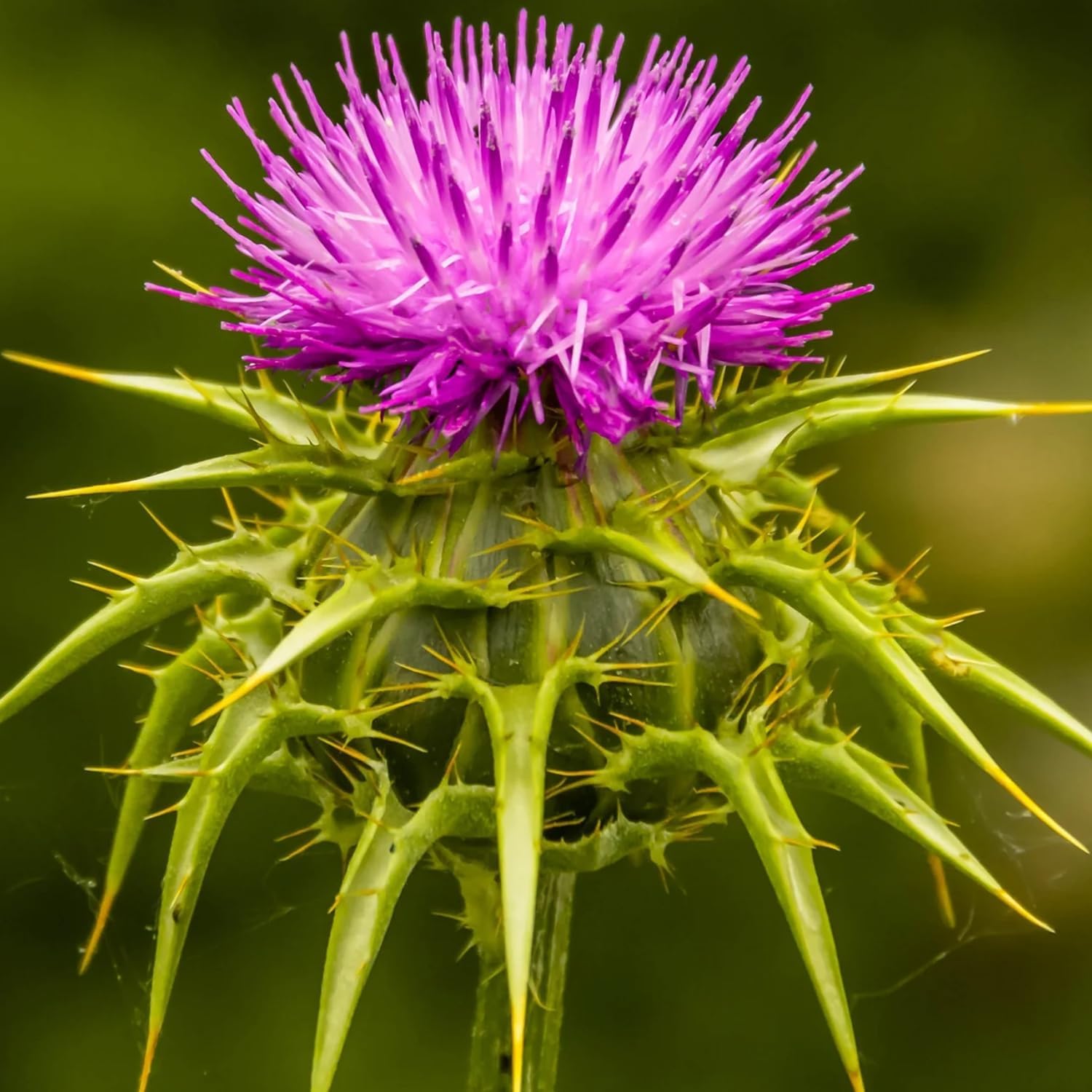 300 Milk Thistle Herb Seeds for Planting Annual Flowering Plant Beautiful Herb Plants Seeds - Non-GMO, Open Pollinated