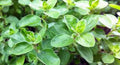 Oregano Seeds, Heirloom, NON GMO, Country Creek Acres(20 Seeds)