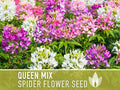 Spider Flower, Queen Mix Seeds - Heirloom Seeds, Spider Lily, Grandfather#39;s Whiskers, Pollinator Garden, Cleome Hassleriana, Non-GMO